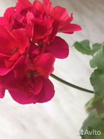 Герань пеларгония