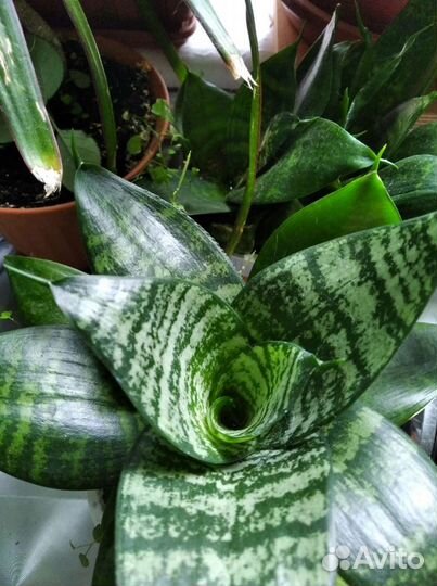 Комнатные растения