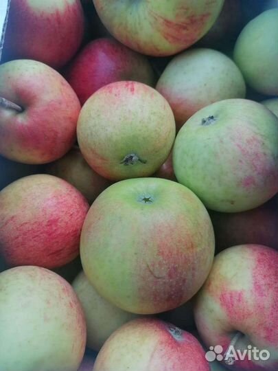 Яблоки
