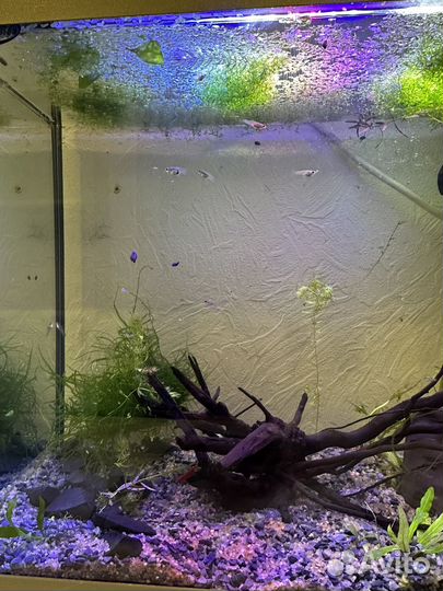 Аквариумные рыбки гуппи