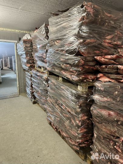 Лещ цимлянский