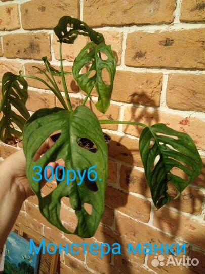 Монстера манки