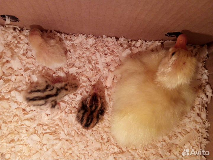 Инкубатор,стружка в мешках, центр