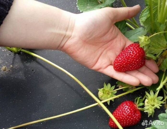 Клубника саженцы