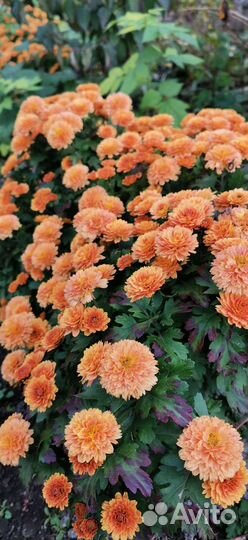 Мультифлоры, хризантема, кусты и маточники