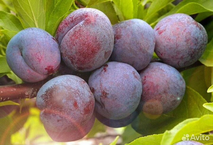 Малина, яблоня, саженцы