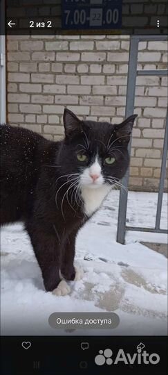 Кот ищет дом