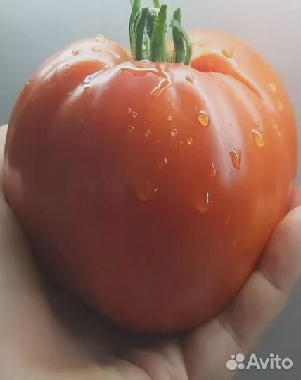 Томат Бычье сердце Минусинское 20 шт (уд) цв.п