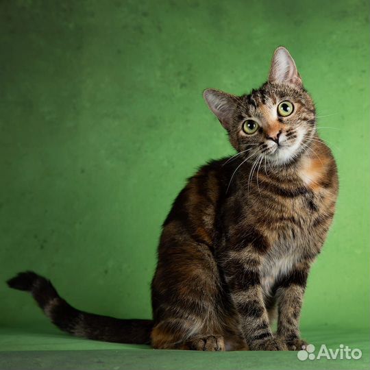 Шикарная трёхцветная кошка в дар