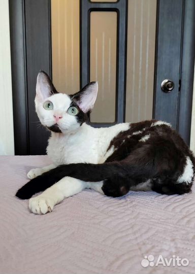 Девон-рекс кошка