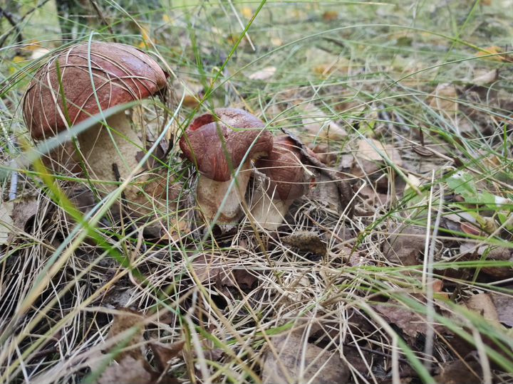 Участок 13 сот. (СНТ, ДНП)