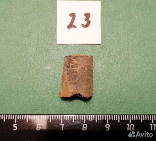 Палеонтология окаменелость Стебли морских лилий