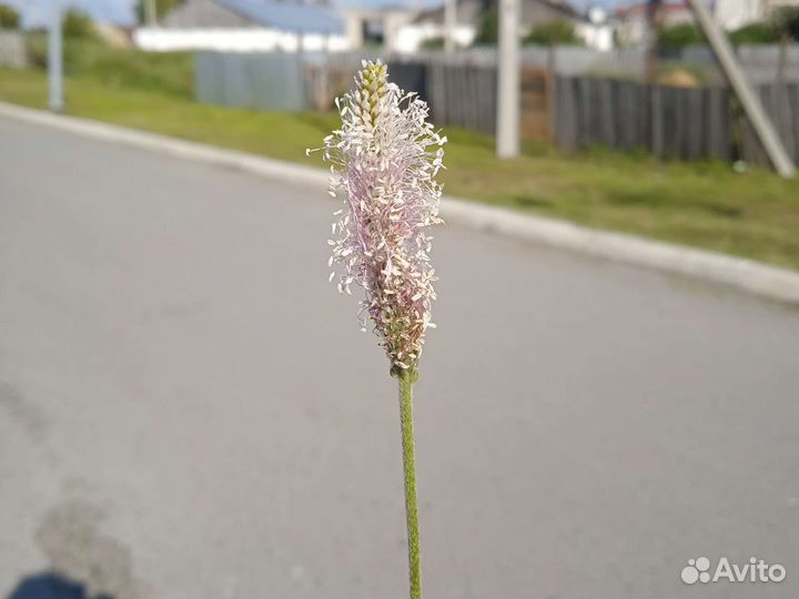 Цветочек