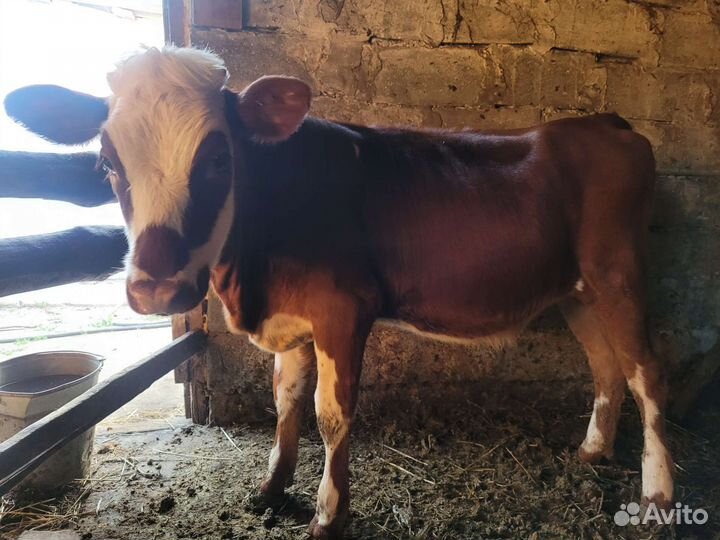 Тёлки, 6 месяцев