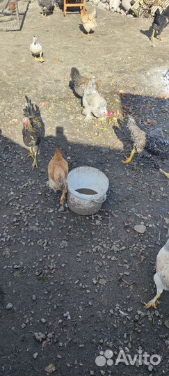 Куры несушки