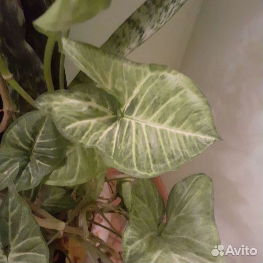 Сингониум Баттерфляй (бабочка)