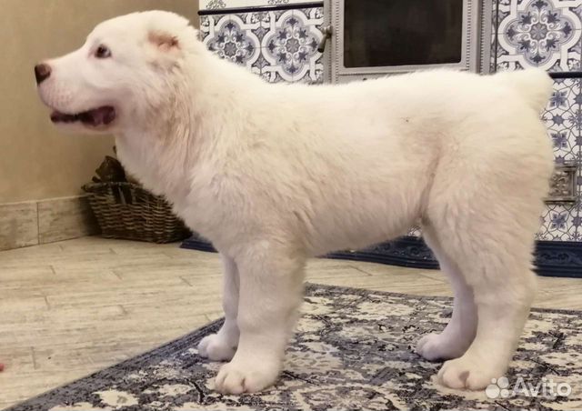 Среднеазиатская овчарка белые щенки от чемпионов объявление продам