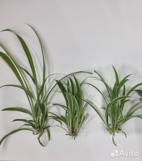 Хлорофитум