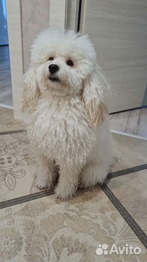 Вязка пудуль мальчик