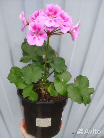 Пеларгонии. Много. Часть 3