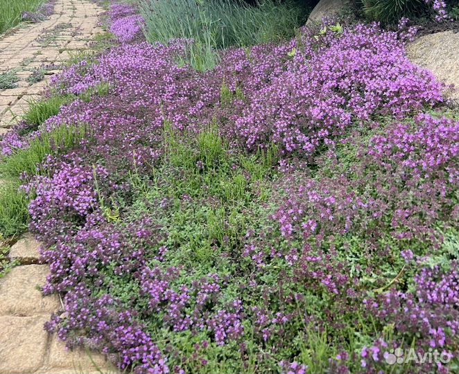 Чабрец низкорослый