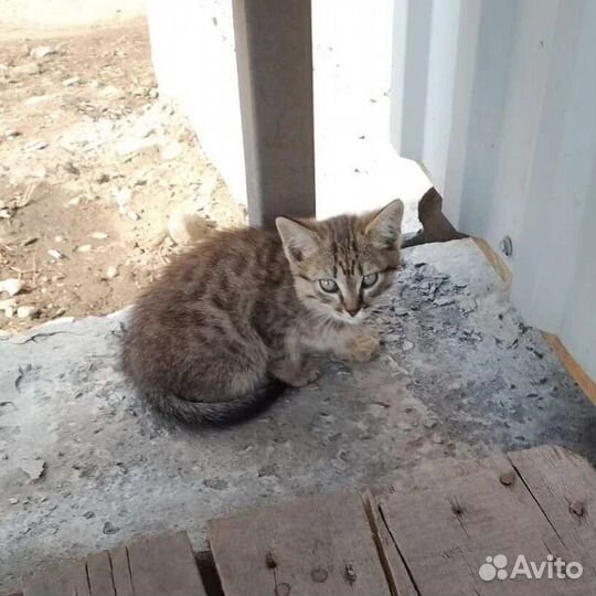 Бездомные котята