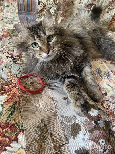 Кошечка подросток пушистая в добрые руки