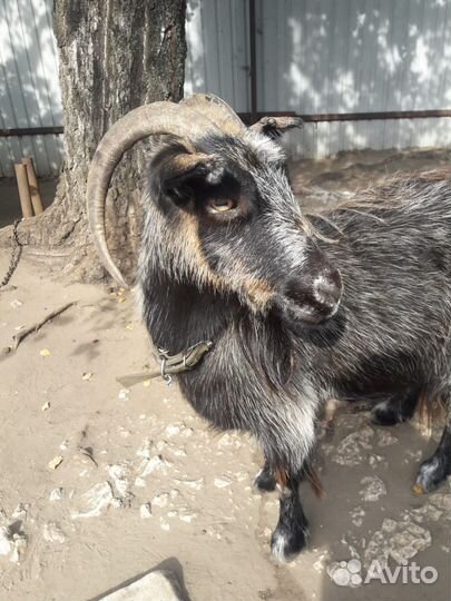 Коза дойная