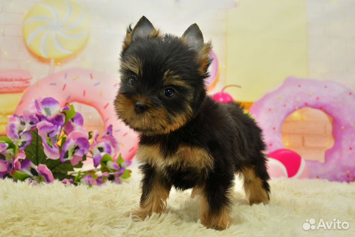 Цветной йорк, девочка Леди