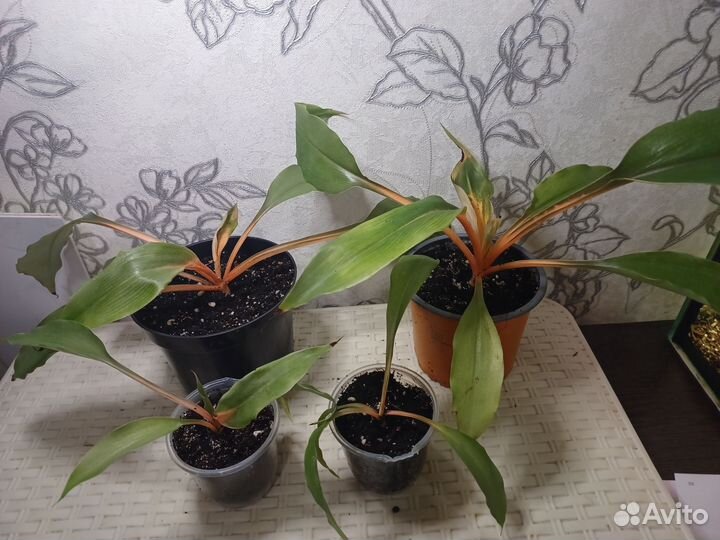 Комнатные цветы