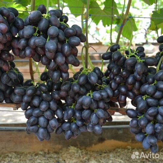 Саженцы винограда