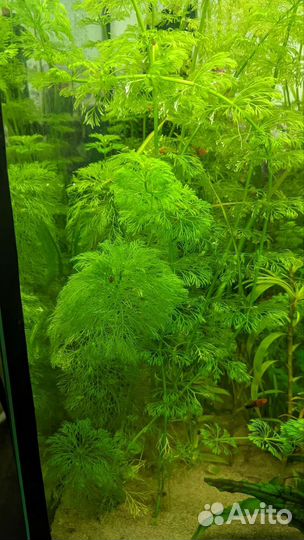 Водоросли для аквариума бесплатно