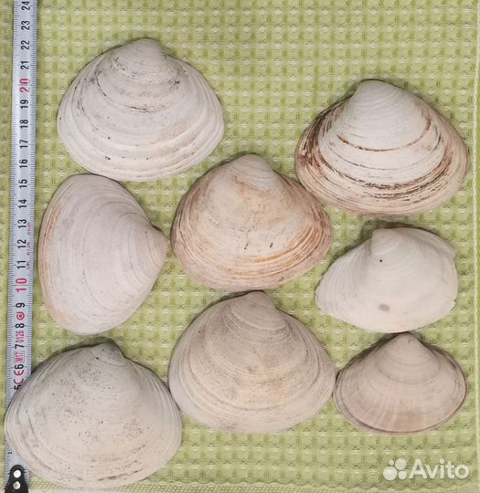 Ракушки
