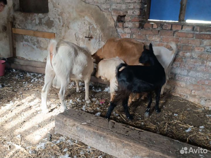 Коза нубийская