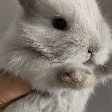 Декоративные карликовые кролики