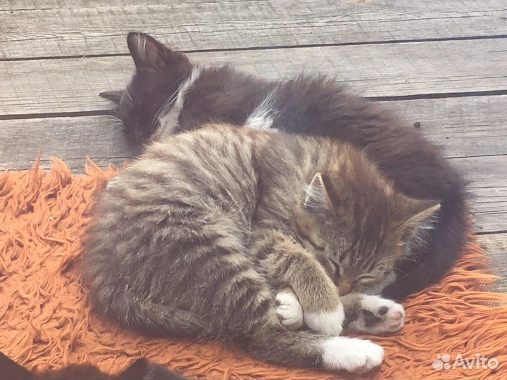 Кошки бесплатно