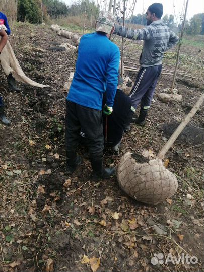 Саженцы вяз ясень