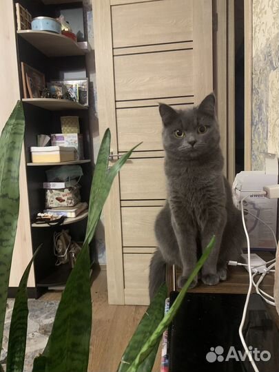 Кошка на вязку