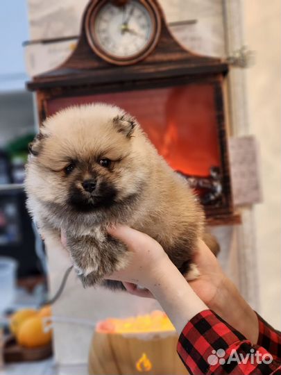 Померанский шпиц