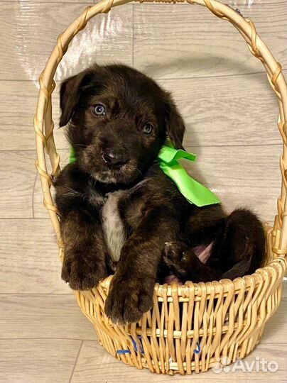 Собаки бесплатно в добрые руки