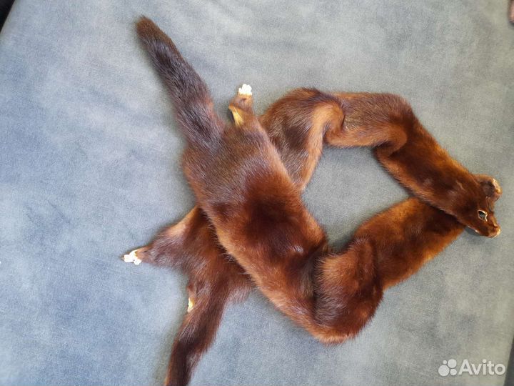 Шкурка животного