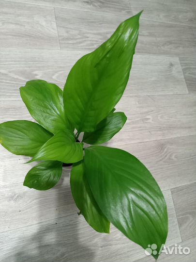 Цветок женское счастье