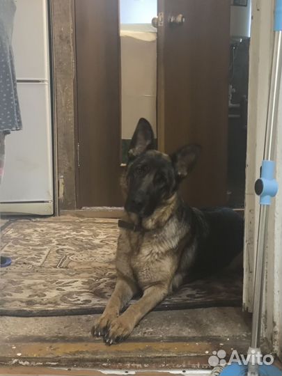 Немецкая овчарка