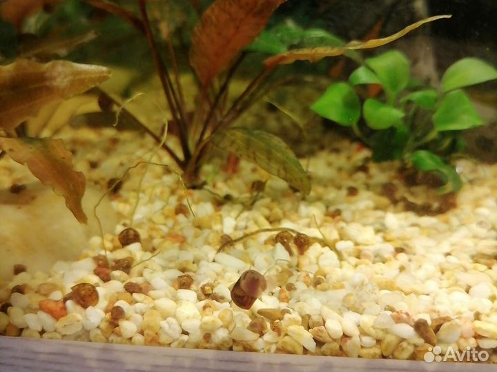 Улитки катушки