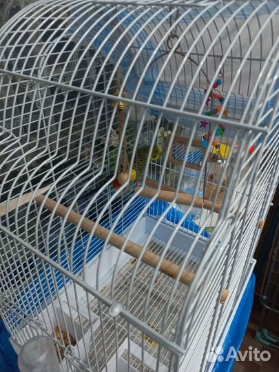 Волнистый попугай