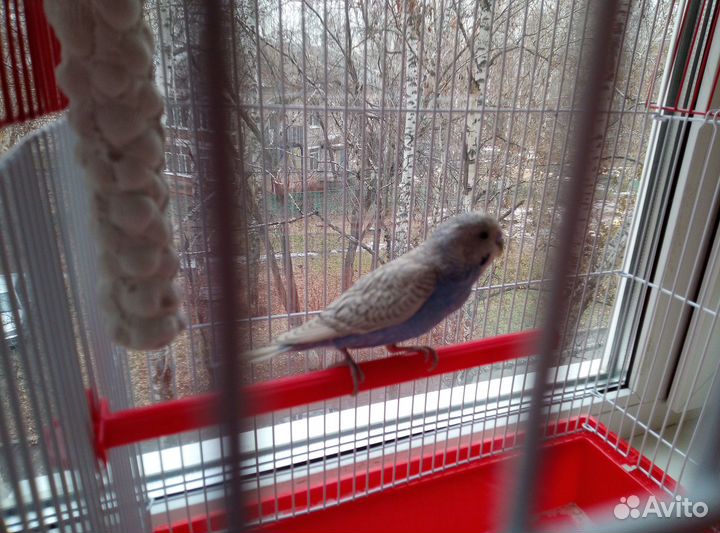 Молодой волнистый попугай