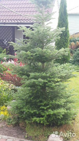 Продам пихту кореана