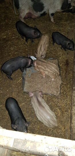 Вьетнамские поросята