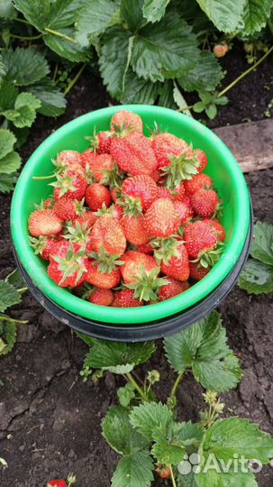 Рассада клубники