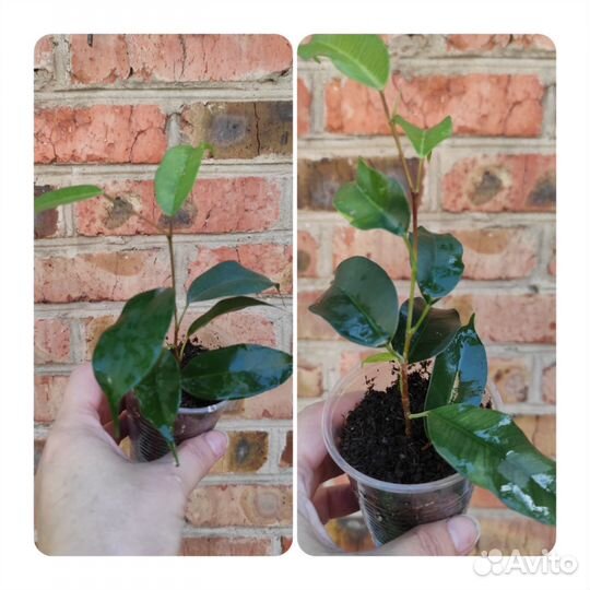 Фикусы сортовые